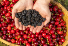 Tips to Store Dried Cranberries for Long Shelf Life: Tips for Online Shoppers