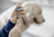 Animal Vaccinations