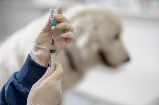 Animal Vaccinations