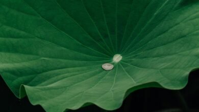 retention engagement growth strategy